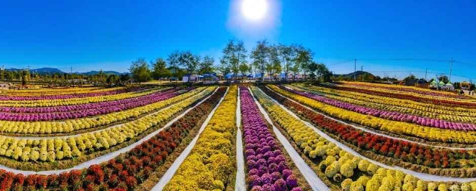 연천국화축제