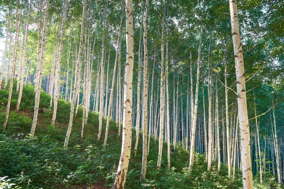 Wondae-ri Birch Forest (Whispering Birch Forest) (원대리 자작나무 숲(속삭이는 자작나무 숲))