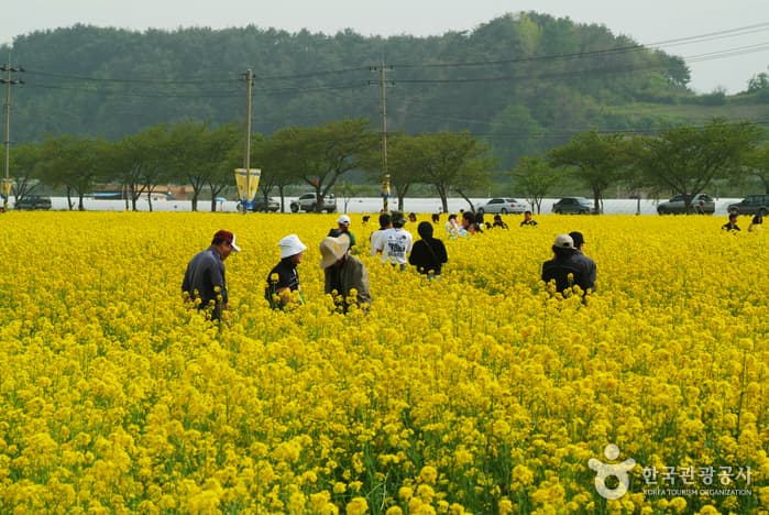 맹방유채꽃축제