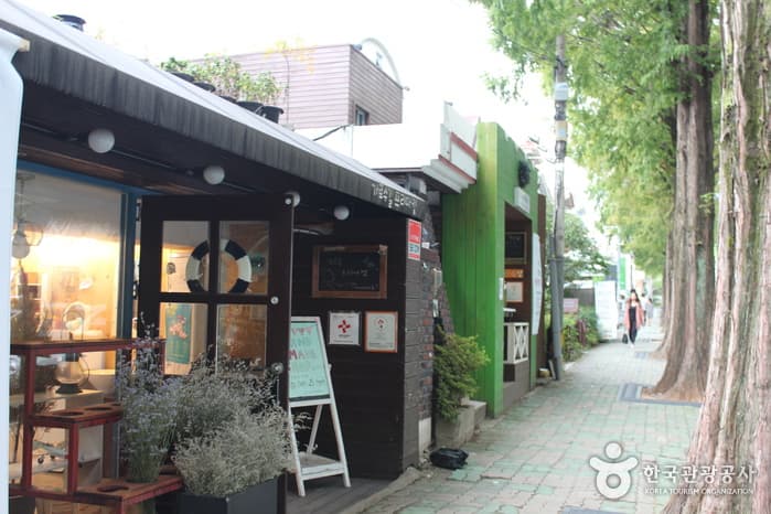 창원 가로수길(34)