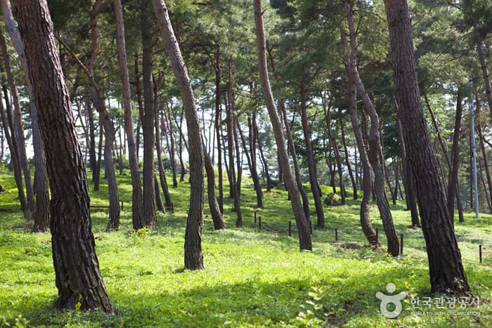 전북_정읍_구절초 향기를 맡으며 추령천을 따라 옥정호까지 힐링산책01