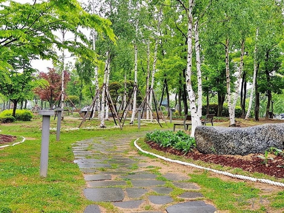 경기도_김포시_한강중앙공원_자작나무