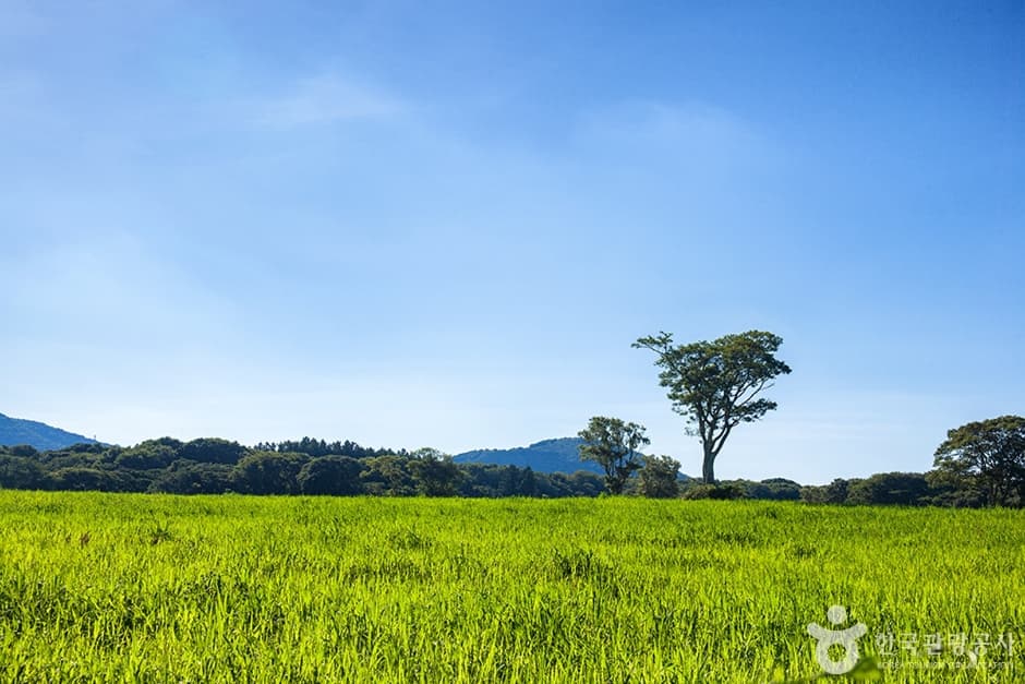삼다수승마목장