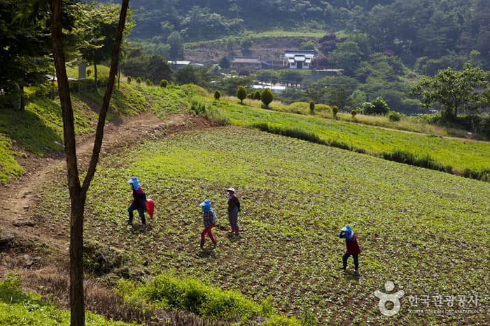 전북_정읍_구절초 향기를 맡으며 추령천을 따라 옥정호까지 힐링산책03