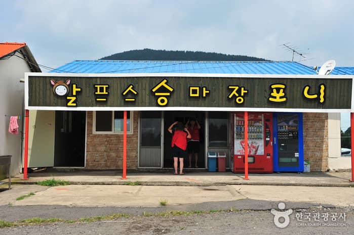 알프스승마장 포니