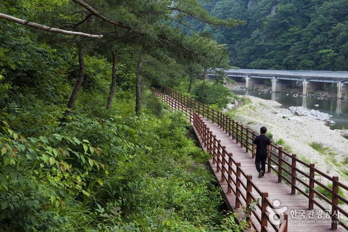 전북_정읍_구절초 향기를 맡으며 추령천을 따라 옥정호까지 힐링산책06