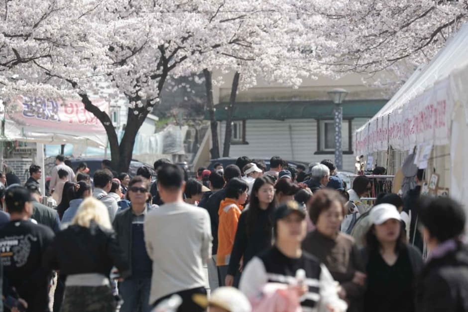 Jecheon Cheongpungho Cherry Blossom Festival (제천 청풍호 벚꽃축제)