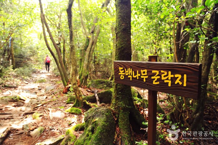 제주_제주 한라산 둘레길 8