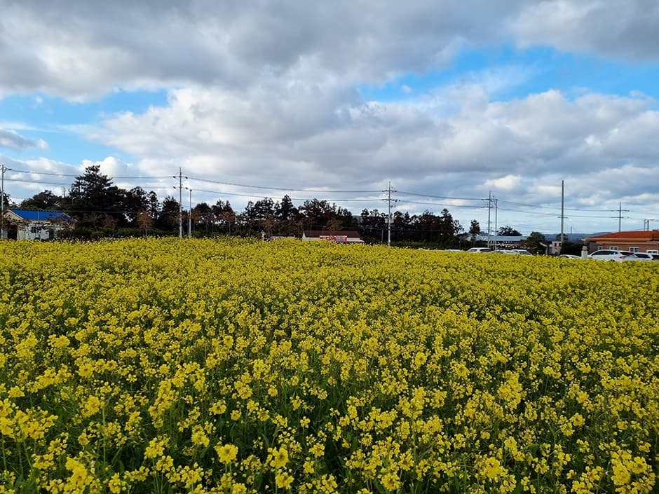 小新家的油菜花田（짱구네유채꽃밭）