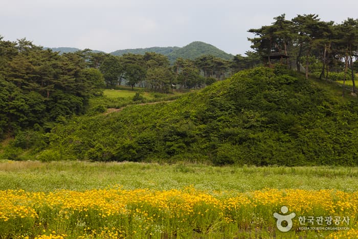 전북_정읍_구절초 향기를 맡으며 추령천을 따라 옥정호까지 힐링산책09