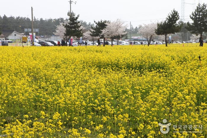 강원_삼척맹방유채꽃축제35