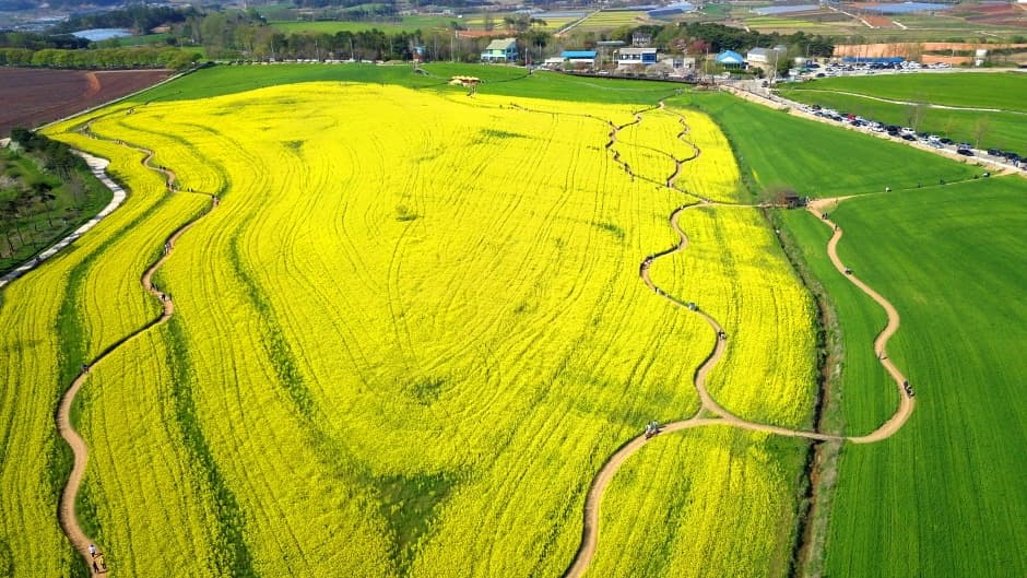 고창 청보리밭축제 (3)