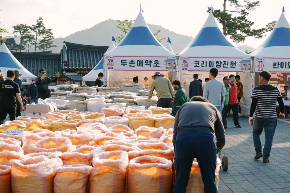 2024 영천한약축제 이미지 14