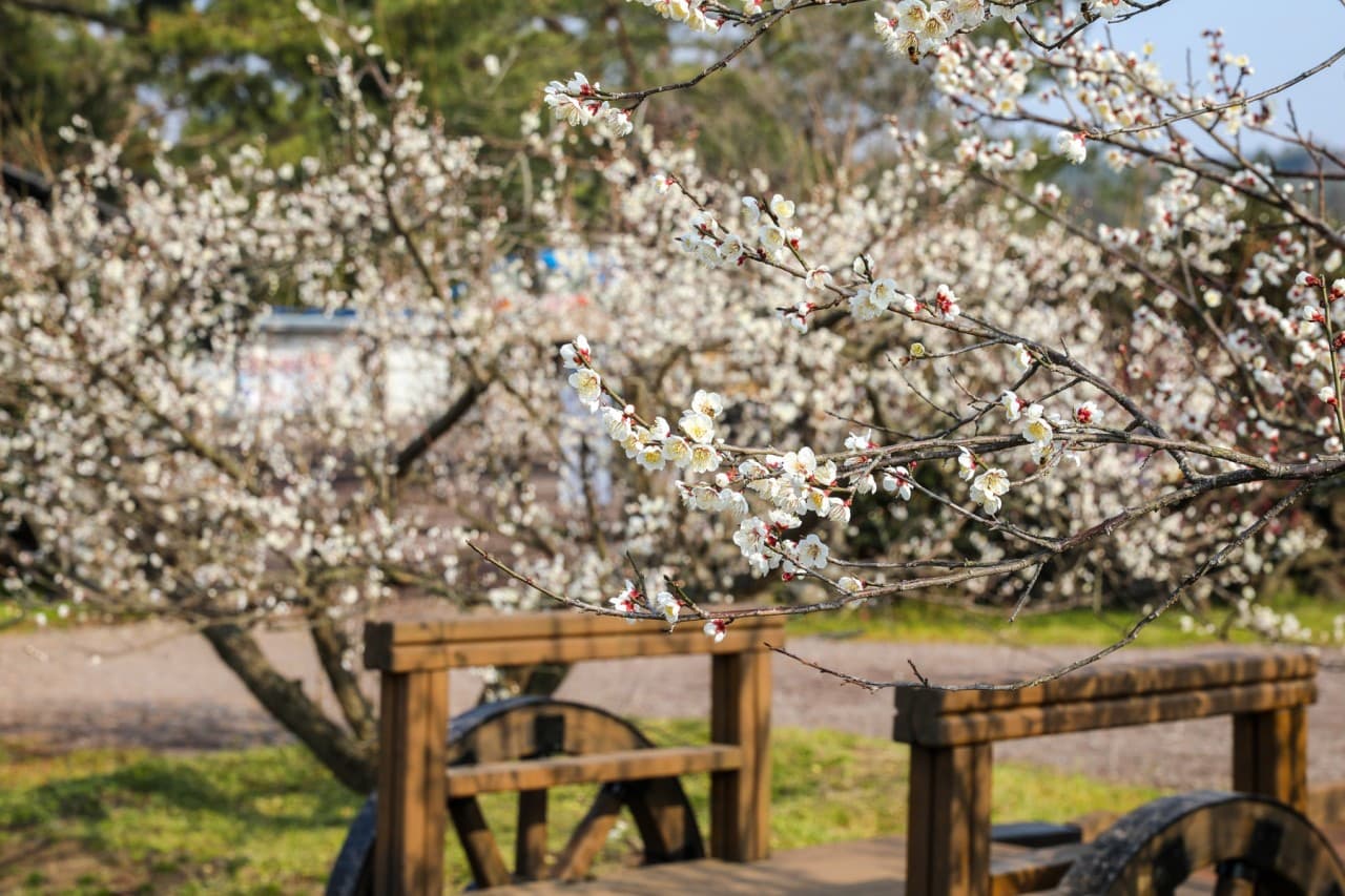 휴애리 매화축제 2021(3)