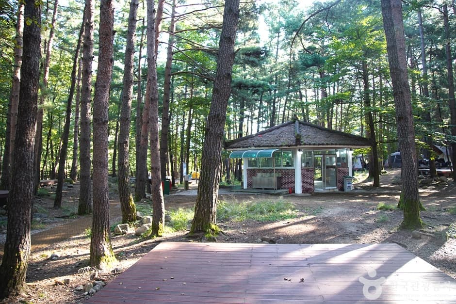 무릉계곡 힐링캠핑장 (11)