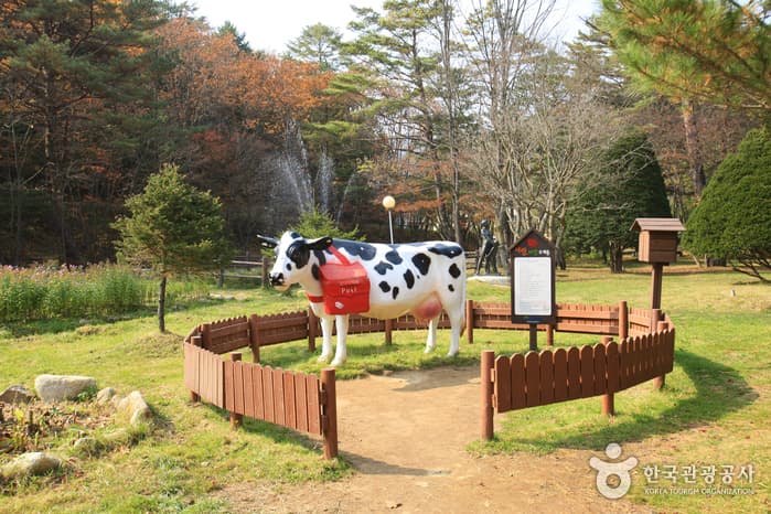 365일 색다른 재미가 넘치는 대관령
