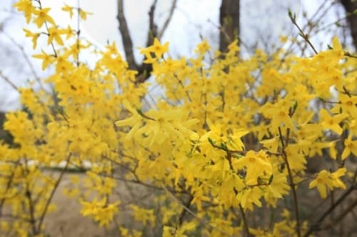 鹰峰山迎春花庆典응봉산 개나리축제