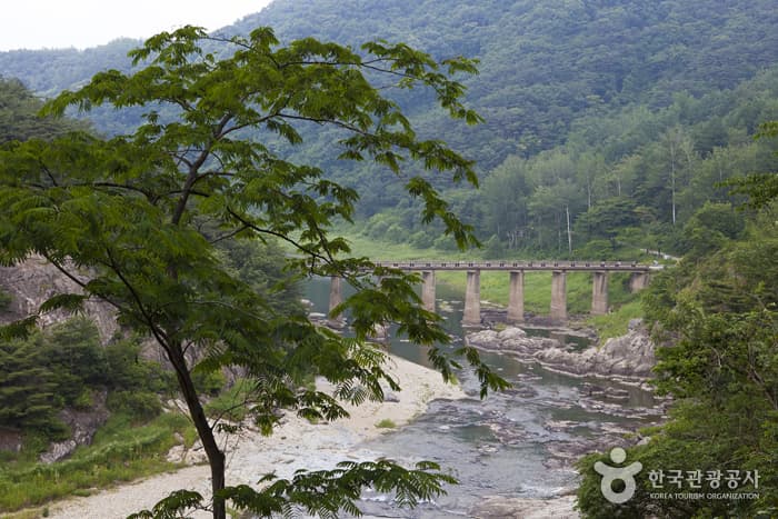 전북_정읍_구절초 향기를 맡으며 추령천을 따라 옥정호까지 힐링산책14