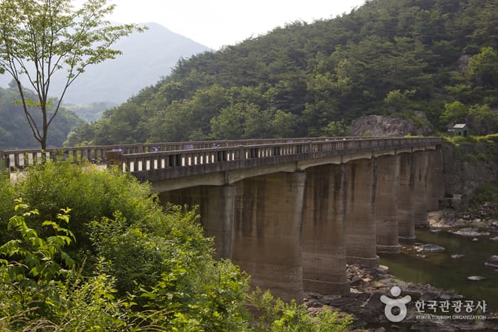 전북_정읍_구절초 향기를 맡으며 추령천을 따라 옥정호까지 힐링산책15