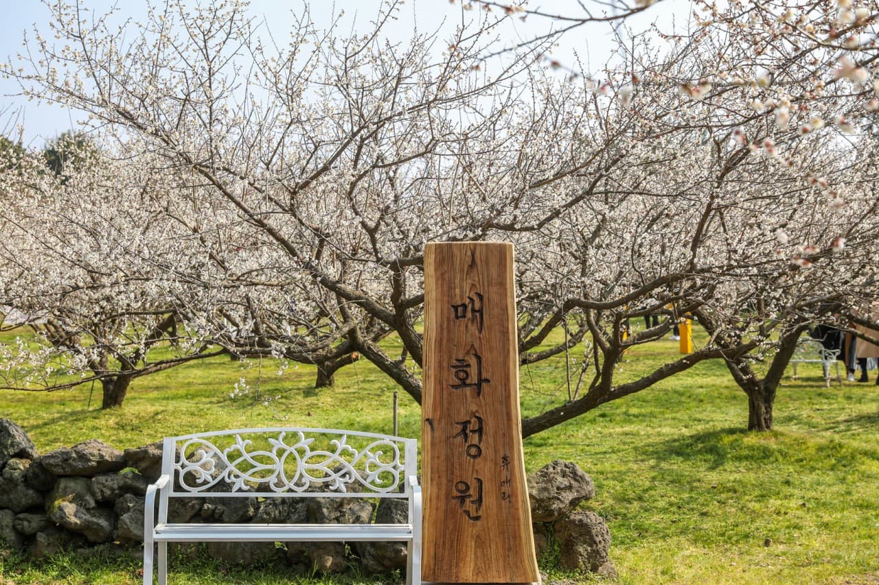 휴애리 매화축제 2021(4)