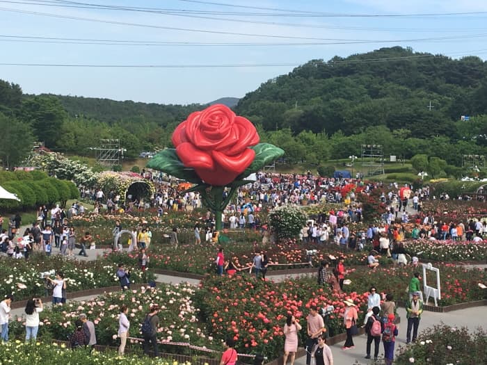 Ulsan Grand Park Rose Festival (울산대공원 장미축제)