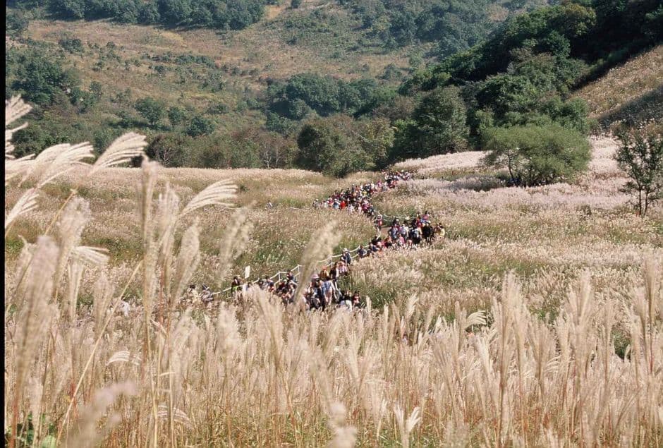 2024 포천 산정호수 명성산 억새꽃축제 배경이미지