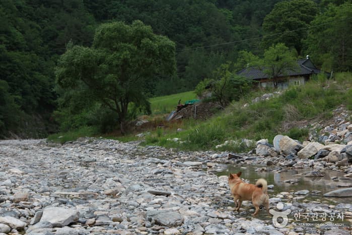 정선덕산기트레킹13