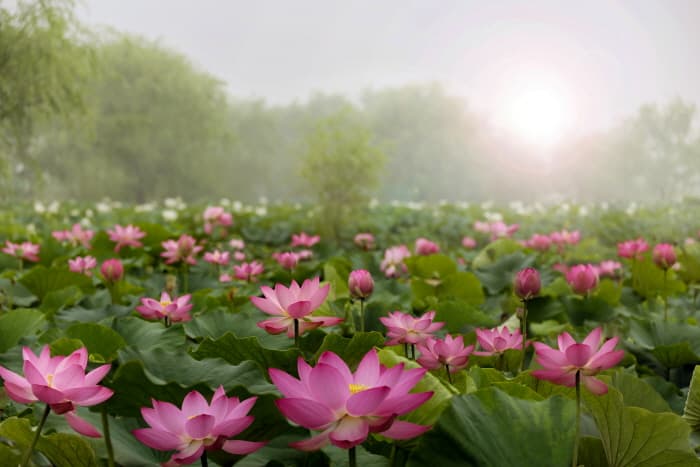 扶余薯童莲花庆典부여서동연꽃축제