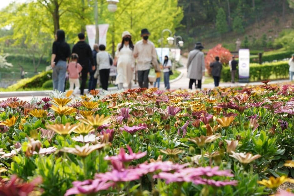 청남대 봄꽃축제 영춘제