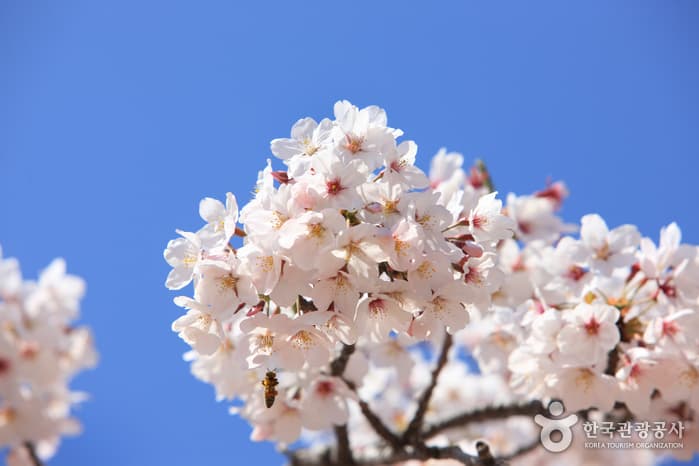 Jeju Cherry Blossom Festival (제주 왕벚꽃축제)