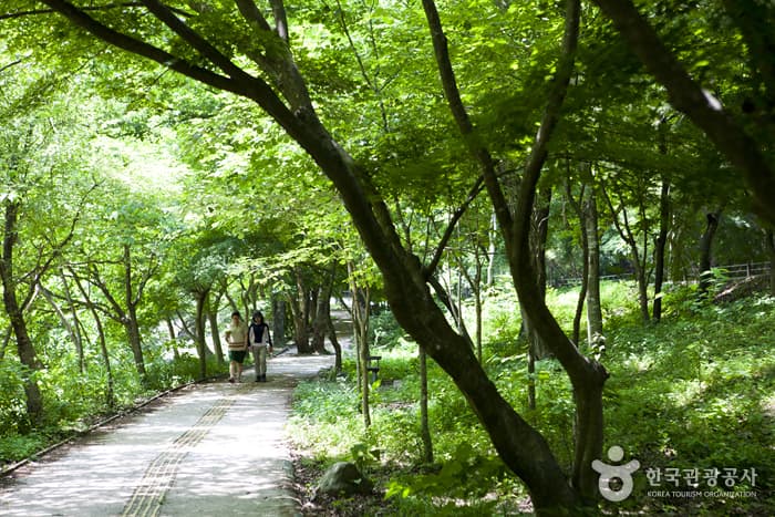 전북_정읍_케이블카 타고 내장산 풍경 보고 원적계곡트레킹으로 자연을 탐한다03
