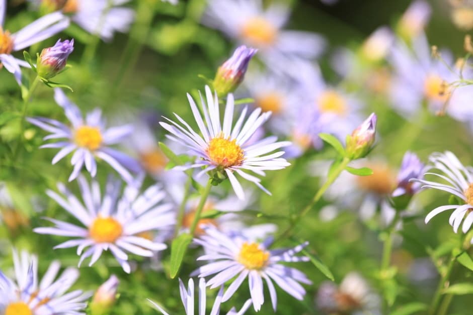 Chrysanthemum Exhibition of The Garden of Morning Calm (아침고요수목원 들국화전시회)