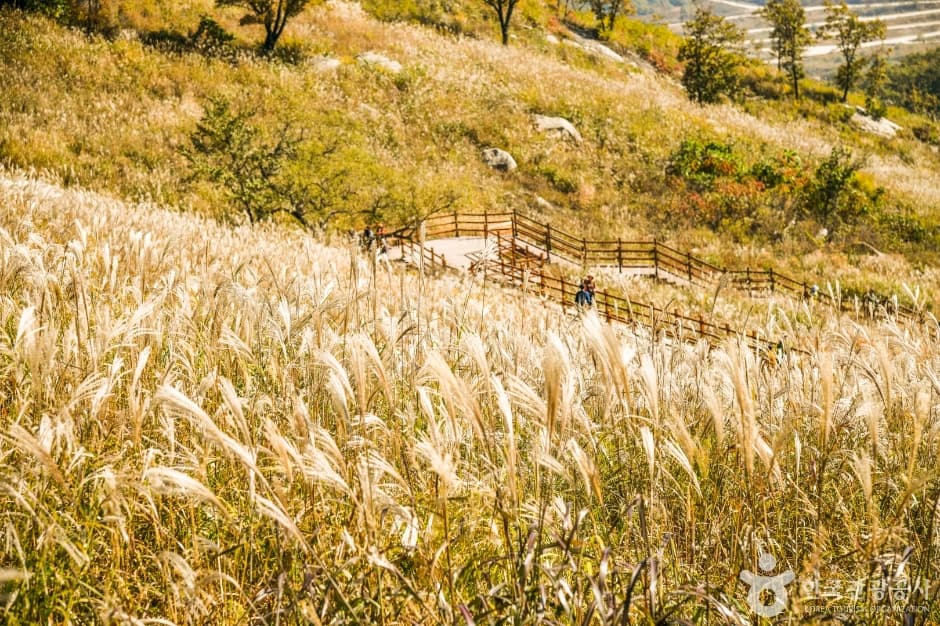 명성산억새밭 (4)