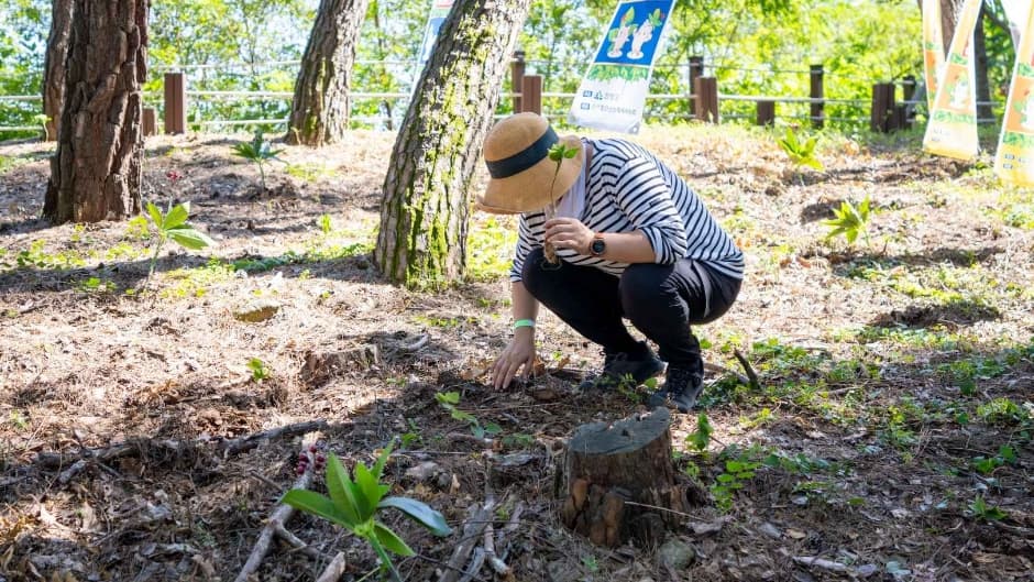 Hamyang Wild Ginseng Festival (함양산삼축제)